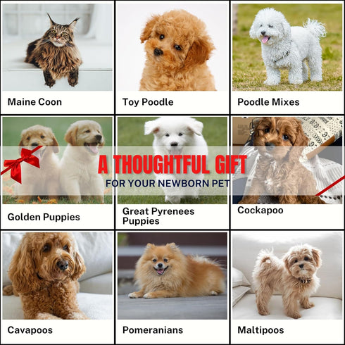 Grooming Dog Slicker Brush for Toy Poodle, Small Doodles & Maine Coon Cats - Best Dog Brush for Cockapoo Cavapoo