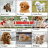 Grooming Dog Slicker Brush for Toy Poodle, Small Doodles & Maine Coon Cats - Best Dog Brush for Cockapoo Cavapoo