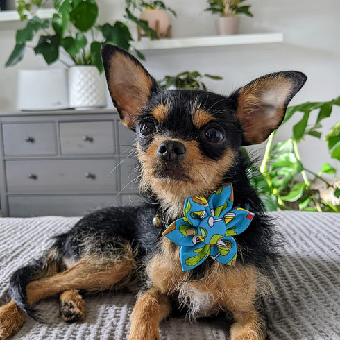 Huxley & Kent Pet Pinwheel | Cinco Fiesta (Small) | Velcro Collar Accessory for Dogs/Cats | Cute Comfortable Pet