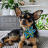 Huxley & Kent Pet Pinwheel | Cinco Fiesta (Small) | Velcro Collar Accessory for Dogs/Cats | Cute Comfortable Pet