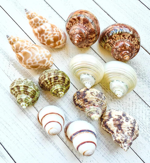 Generic 12-Pack 1.52" Hermit Crab Shells Natural Snail Shells for Crafts, Hermit Crabs, Beach Decor & Weddings, DIY
