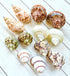 Generic 12-Pack 1.52" Hermit Crab Shells Natural Snail Shells for Crafts, Hermit Crabs, Beach Decor & Weddings, DIY