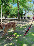 Anime Dog Leash Dog Leash Anime cat Leash Anime Dog Collar and Leash Anime Dog Leash Anime Dog Harness Leash for Small Animals Anime Dog Costume Anime pet Leash (Cloud)