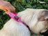 Heavy Duty Dog Collar with Handle | Ballistic Nylon Padded Reflective Collar with Adjustable Stainless Steel Hardware