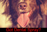 Warren London Doggy Dental Spray & Water Additive, Fresh Breath for Dogs & Cats, Natural Peppermint & Honey Formula - 8