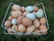 Desert Oasis Farm Fertile Hatching Eggs