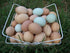 Desert Oasis Farm Fertile Hatching Eggs