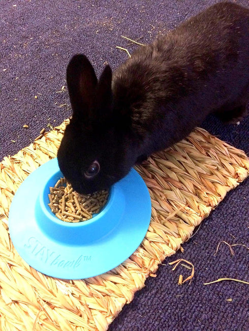 Tip-Proof Ergonomic Pet Bowl; 1/4-Cup Size; Sky Blue for Guinea Pig and Other Small Pets