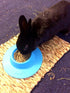 Tip-Proof Ergonomic Pet Bowl; 1/4-Cup Size; Sky Blue for Guinea Pig and Other Small Pets