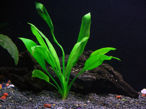 AquaLeaf Aquatics 4 Package Species Aquarium Plants - Java Fern (Microsorum), Hornwort (Ceratophyllum demersum), Amazon