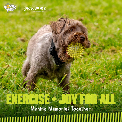 Gnawsome 2.5 100% Dog Toys - Spiky Squeaker Ball - Small - Dental & Gum Wellness - Stimulating Fun - Hidden Squeaker