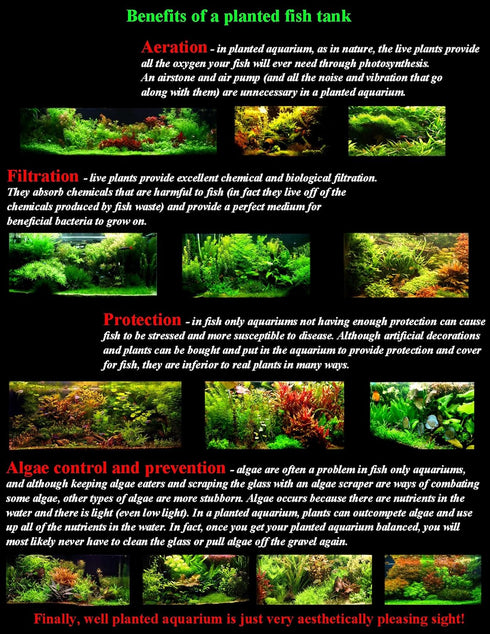 Aquatic Discounts 40+ Surface/Floating Live Aquarium (Pond) Plants - Dwarf Water Lettuce