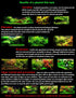 Aquatic Discounts 1 5-6 2 1 Hornwort - Young, Healthy, Super Easy Live Aquarium Plant, Bundle in. Great for Betta