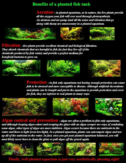 Aquatic Discounts BUY2GET1 Anubias - Beautiful Live Aquarium Plant, Great for Betta, Guppy, Cherry Shrimp, Barbs