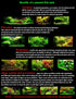 Aquatic Discounts BUY2GET1 Anubias - Beautiful Live Aquarium Plant, Great for Betta, Guppy, Cherry Shrimp, Barbs