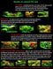 Aquatic Discounts 5 Large Water Lettuce - Live Floating Plant for Your Aquarium or Pond by