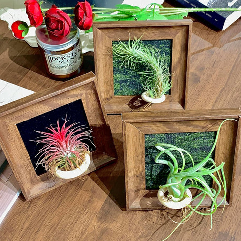 Generic 4" Tillandsia Ionantha v. Stricta Air Plant Kit, Frame (Wall-Mount & Free-Stand), Magnetic Holder, Black