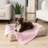 PetAmi Dog Blanket for Small Medium Dogs Pink, Fluffy Soft Puppy Blanket, Sherpa Fleece Cat Blanket for Kitten Doggie, Calming Pet Blanket Throw for Couch Sofa Bed Washable, Medium 29x40 by PetAmi