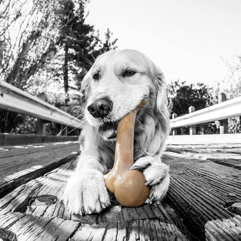 Pet Qwerks Zombie BarkBone - 9.5" Nylon Dog Bone for Moderate Chewers, Cheddar Cheese Flavor