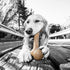 Pet Qwerks Original BarkBone - 7.75" Nylon Dog Bone for Aggressive Chewers, Bacon Flavor