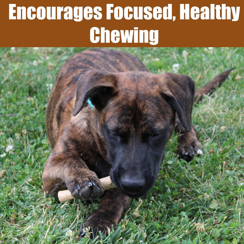 SPOT 60lbs, 5.25in, Bam-Bones Plus Bamboo Stick Bamboo Fiber & Nylon, Durable Long Lasting Dog Chew for Aggressive