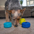 Outward Hound Treat Locking Discs - Dog Treat Dispenser Puzzle Toy