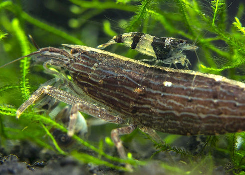 2 Aquatic Arts Small Freshwater Bamboo Shrimp (Live Singapore Flower Shrimp) | Aquarium Filter Shrimp | Safe with Tetra