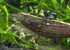 2 Aquatic Arts Small Freshwater Bamboo Shrimp (Live Singapore Flower Shrimp) | Aquarium Filter Shrimp | Safe with Tetra