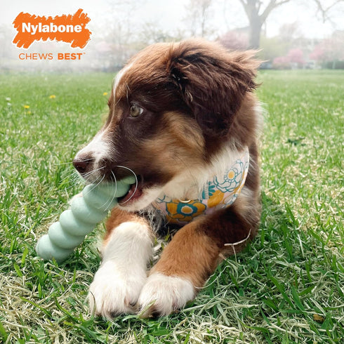 Nylabone Sensory Material Puppy Chew Toys Bundle, Allergen-Free Peanut Butter and Chicken Flavor, Small/Regular (2