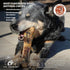 (10-12 inch, 1 Count) 100% Natural Beef Foreshank Bone for Dogs - USA Sourced and Made - Single Ingredient