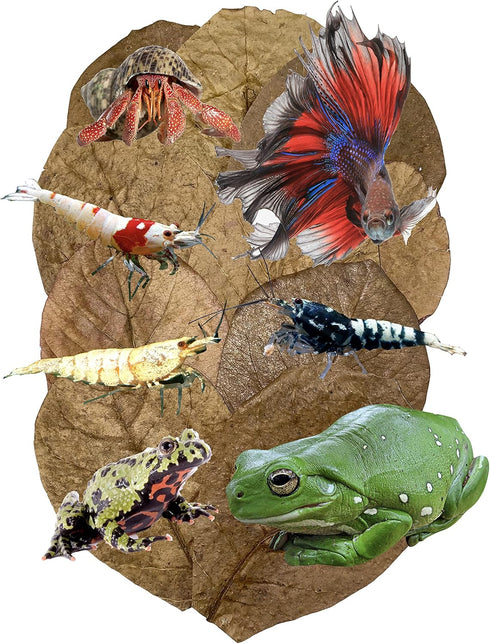 30 Awesome Aquatic Betta & Shrimp Leaves 4"-6" Premium Catappa Indian Almond Leaves for Natural Habitat