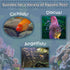 Aquatic Foods Inc. 90% 3.53oz 100 Brine Shrimp Artemia Eggs, Premium Grade Hatch Rate from The Great Salt Lake, Utah