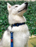 Tuff Pupper Waterproof Action Collar for Dogs, Heavy Duty Tear Proof Dog Collar with Rust-Proof Metal Hardware