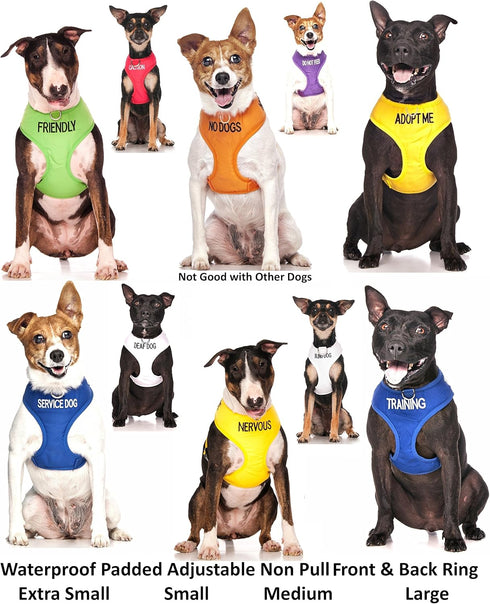 Training Dog Harness (L) - Blue Colour Coded Non-Pull Front and Back D Ring, Padded and Waterproof