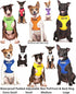 Training Dog Harness (L) - Blue Colour Coded Non-Pull Front and Back D Ring, Padded and Waterproof