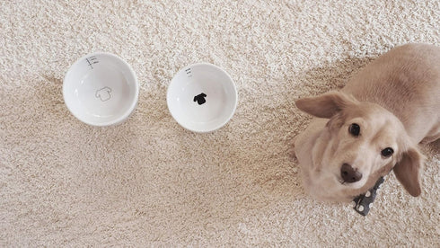 Necoichi Raised Dog Water Bowl - Elevated Non-slip Feeder for Dogs & Cats, Dishwasher Safe