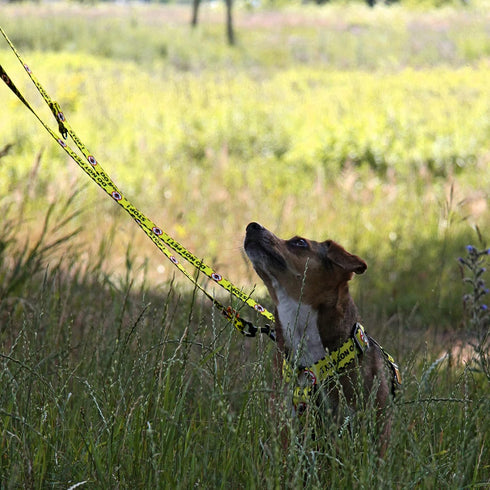 Dingo Dog Lead Do Not Pet Leash for Puppies, Training, Working, Service, Emotional Support, Yellow Dog Leash M 15363
