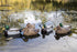 Flambeau Outdoors 8036SUV Storm Front 2 Mallard Decoys - Classic Floaters, 6-Pack