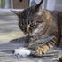 Petlinks HappyNip Zippy Zebra Feather Cat Toy, Contains Silvervine & Catnip, Black/White, One Size