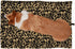Furhaven ThermaNAP Self-Warming Cat Bed for Indoor Cats & Small Dogs, Washable Quilted Faux Fur Reflective Bed Mat -