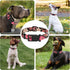 Dog Collar for Boys Girls, Adjustable Soft Floral Pattern Pet Collar for Small Medium Large Dogs (Red Floral, XS)