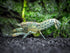 1 Aquatic Arts - Female Blue Brazos Crayfish - Live Freshwater Aquarium Lobster/Crawfish/Crawdad/Real Living Nano Fish