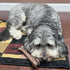 SPOT Bam-Bones Bone - Durable Long Lasting Dog Chew for Light to Moderate Chewers, 7.25in, Bacon Flavor
