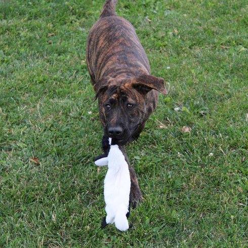 SPOT Skinneeez Stuffing Free Arctic Animal Dog Toy - Squeaker in Head and Tail, Great for Moderate Chewers