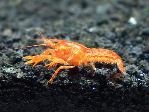 Aquatic Arts - CPO Crayfish (Male/Female Pair) - Live Freshwater Aquarium Lobster/Crawfish/Crawdad/Real Living Nano