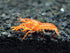 Aquatic Arts - CPO Crayfish (Male/Female Pair) - Live Freshwater Aquarium Lobster/Crawfish/Crawdad/Real Living Nano