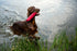 Dingo Dog Tug Toy with Handle, Dog Bite Pillow for Tug of War, Colorful Cotton, Size L, Z30002