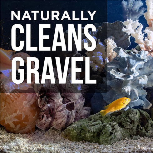 Aquarium Gravel Cleaner, 16 fl oz - Naturally Maintain a Healthier Tank, Reducing Fish Waste and Toxins