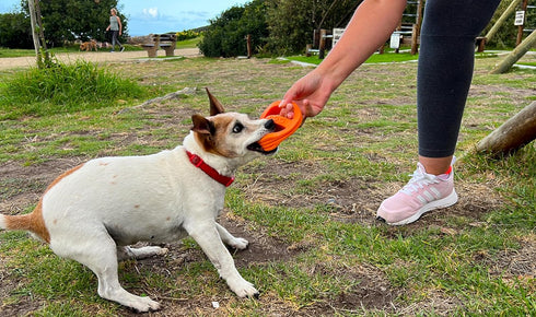 Van Ness Pets Doggi Catch and Carry Flying Disc - Small, Orange Floating Dog Toy