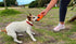 Van Ness Pets Doggi Catch and Carry Flying Disc - Small, Orange Floating Dog Toy
